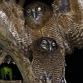 Rufous Owls in Les Davies Park in Cairns アカチャアオバズク<br />Canon EOS 6D + EF300 F2.8L III + EF1.4xII + SPEEDLITE 580EXII + Better Beamer